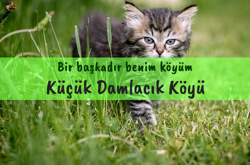 Küçük Damlacık Köyü